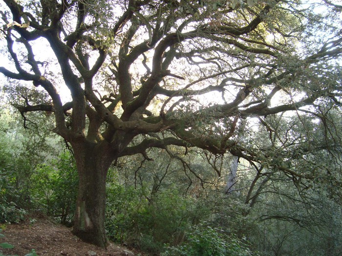 L'alzina mil·lenària, ruta natural a l'Anoia